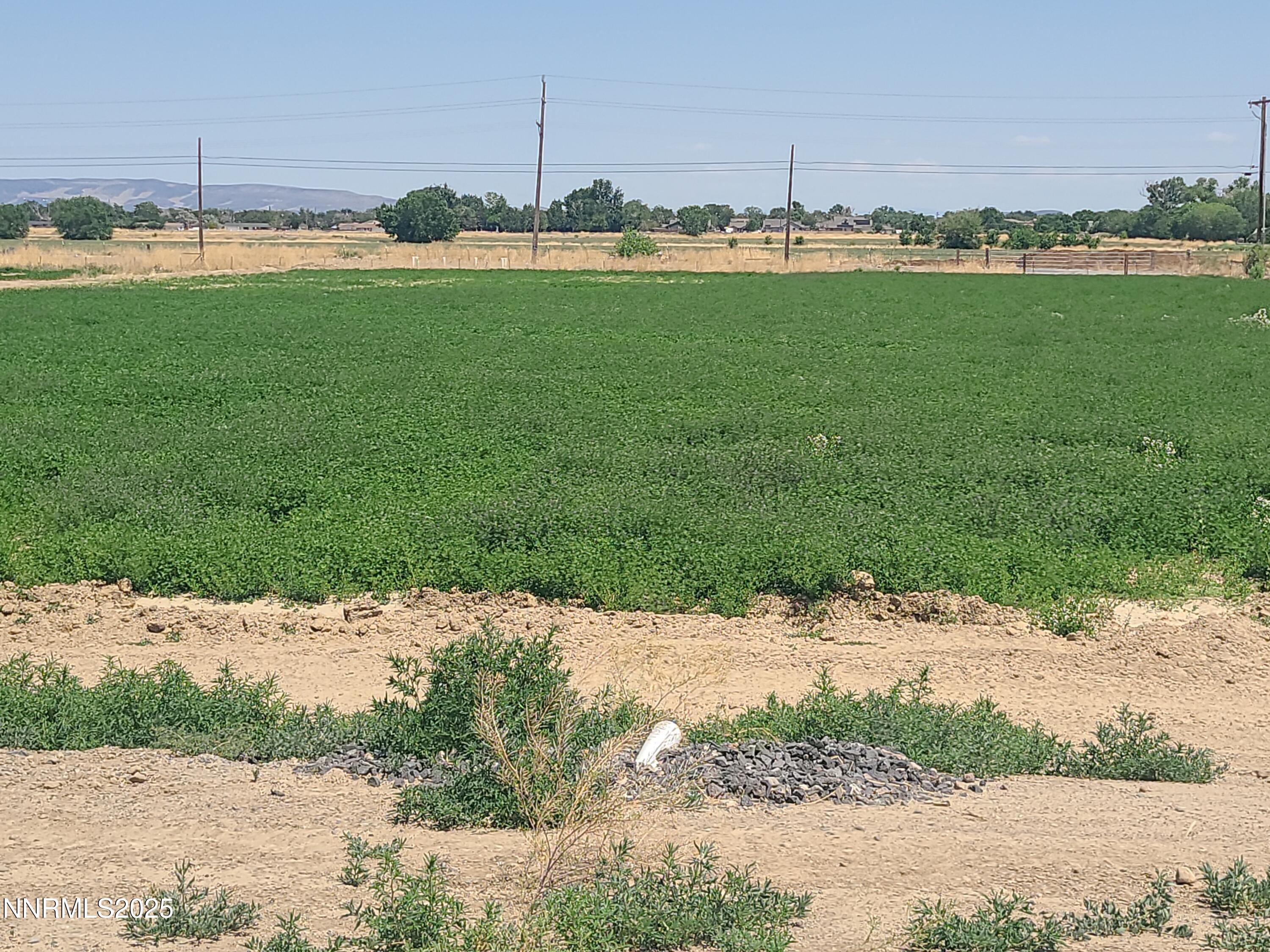 900 Cattle Circle Fernley, NV 89408 - Photo 17 of 21 TOM FIELD UNDER PRODUCTION 25