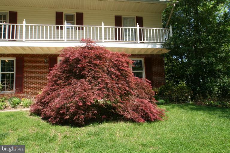 1502 Timberline Road Silver Spring, MD 20904 - Photo 26 of 29 Colorful Japanese maple tree