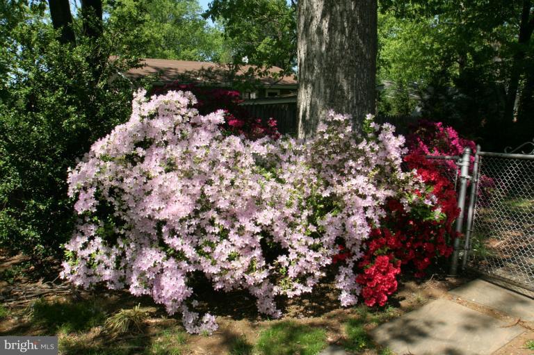 1502 Timberline Road Silver Spring, MD 20904 - Photo 8 of 29 Beautiful side gardens