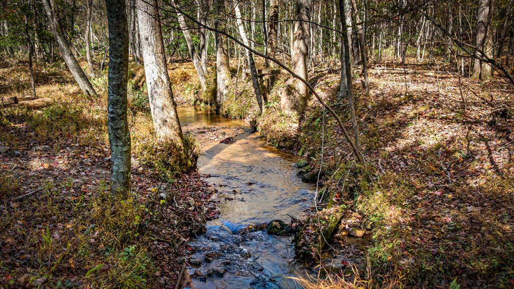 212 Dogpatch Lane Blue Ridge, GA 30513 - Photo 11 of 70 a view of a yard with trees