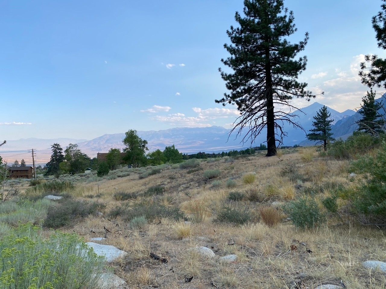 a view of a dry yard with trees