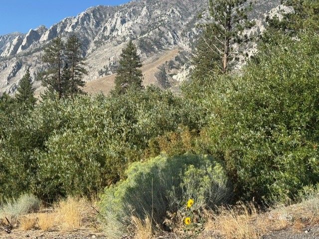 a view of a yard with a tree