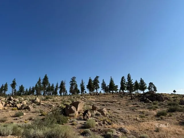 a view of large trees