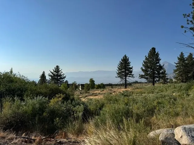 a view of a bunch of trees and bushes