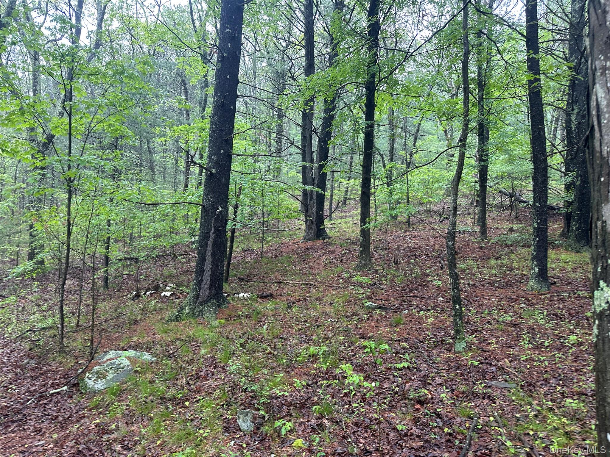 804 Hearts Content Road Cairo, NY 12473 - Photo 12 of 34 a view of a forest that has large trees