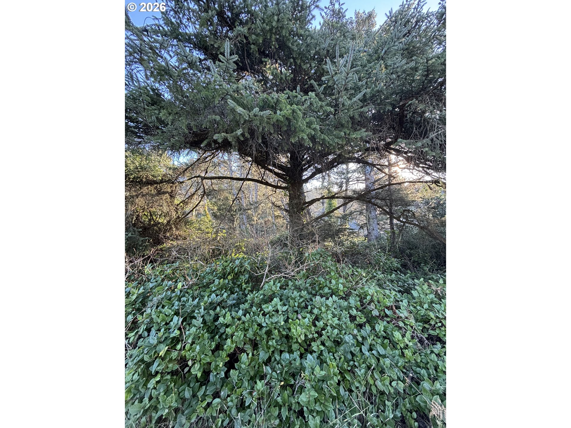 11200 Sandlake Road Cloverdale, OR 97112 - Photo 10 of 10 a view of a forest with a tree