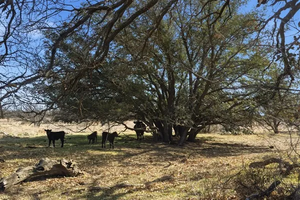a view of a yard