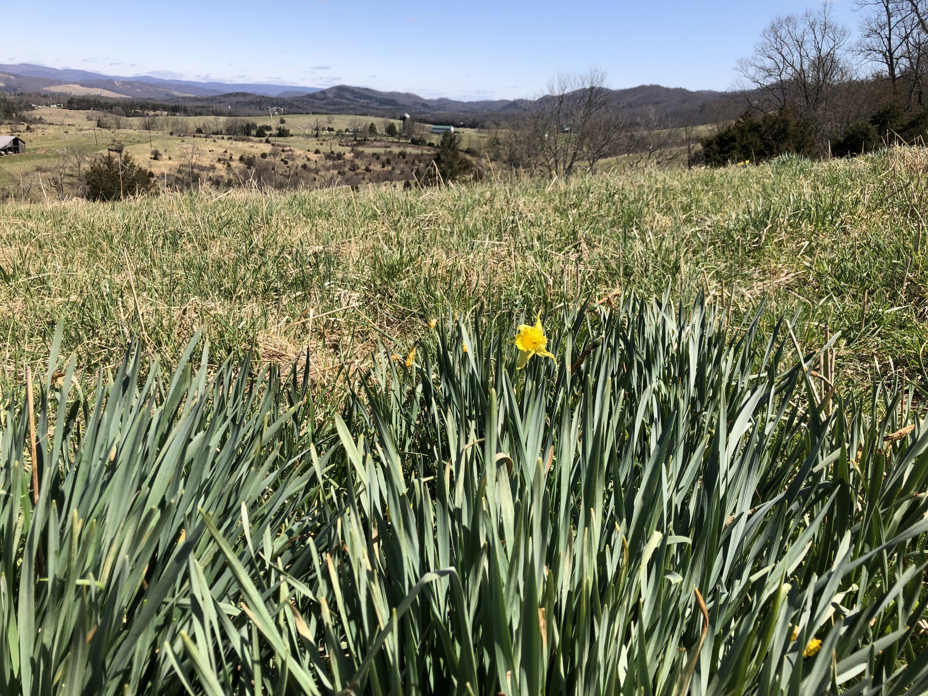Tbd Farming Acres Road Duffield, VA 24244 - Photo 11 of 38 Photo Mar 27, 12 43 50 PM