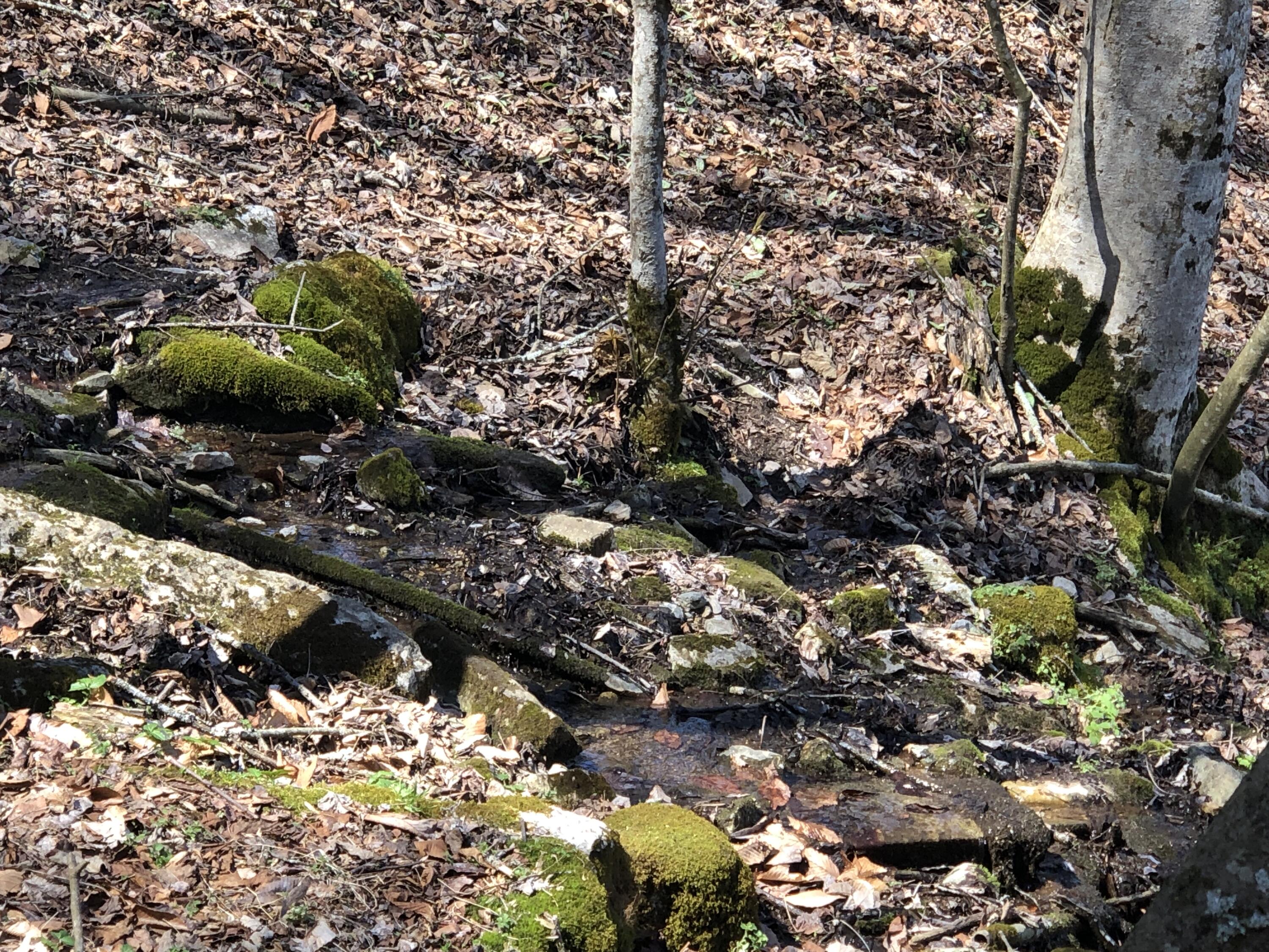 Tbd Farming Acres Road Duffield, VA 24244 - Photo 19 of 38 Photo Mar 27, 12 57 35 PM