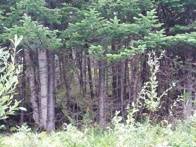 Lot 39 Ralmar Rangeley, ME 04970 - Photo 3 of 6 Photo