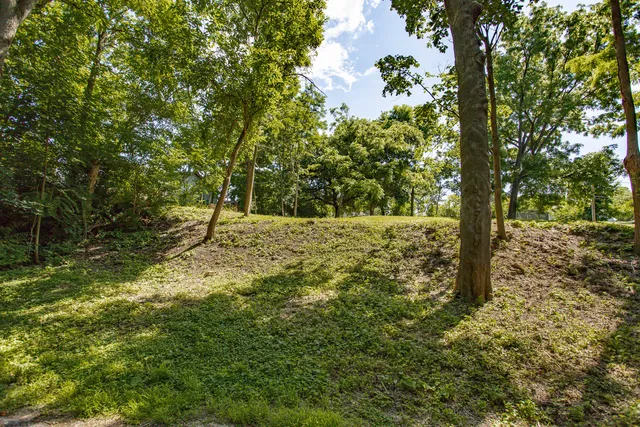 a view of a yard with plants