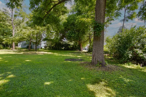 a view of a trees in a yard