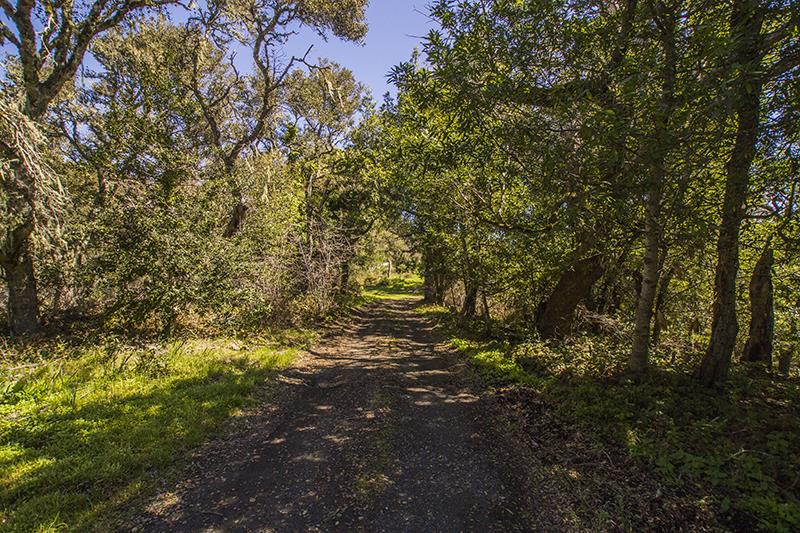 227 Rapley Ranch Road La Honda, CA 94020 - Photo 24 of 35 a view of a forest with trees