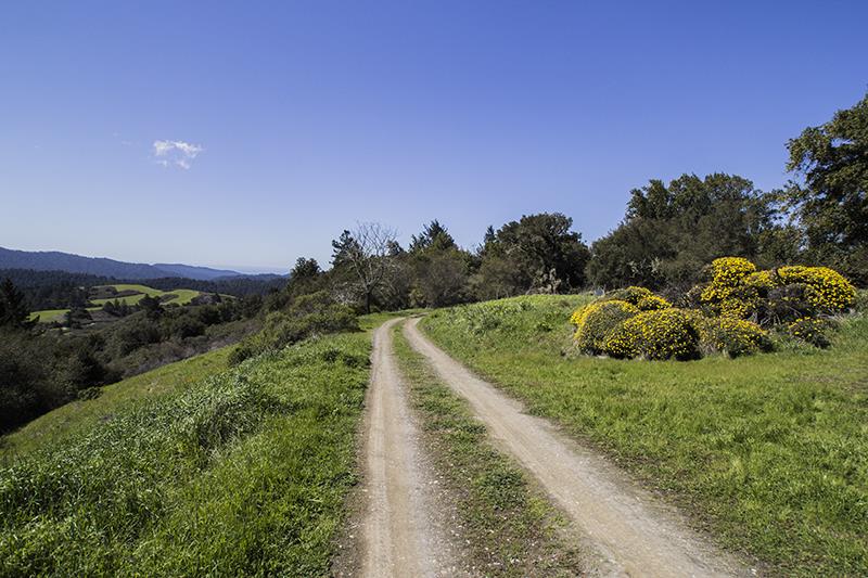 227 Rapley Ranch Road La Honda, CA 94020 - Photo 26 of 35 a view of a field with a tree in the background