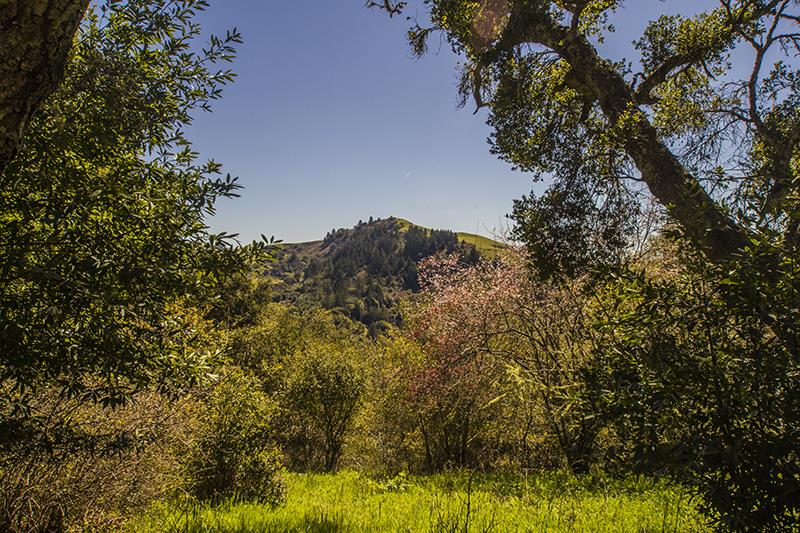 227 Rapley Ranch Road La Honda, CA 94020 - Photo 27 of 35 a view of a bunch of trees