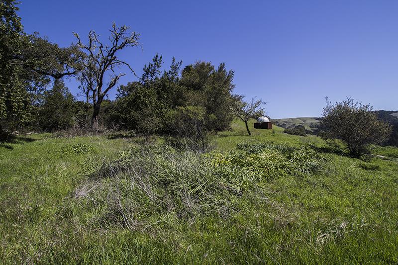 227 Rapley Ranch Road La Honda, CA 94020 - Photo 28 of 35 a big yard with lots of green space