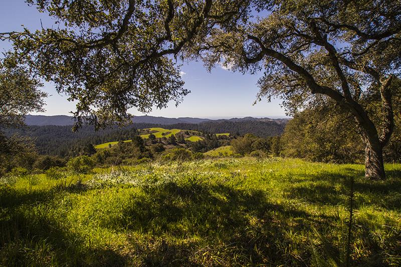227 Rapley Ranch Road La Honda, CA 94020 - Photo 32 of 35 a view of a yard