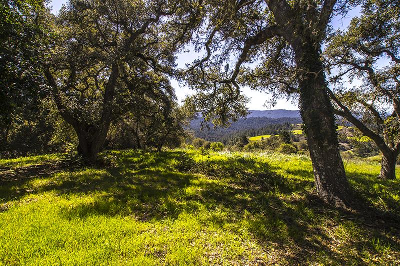 227 Rapley Ranch Road La Honda, CA 94020 - Photo 35 of 35 a view of a yard with large trees