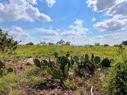 a view of a bunch of trees and houses