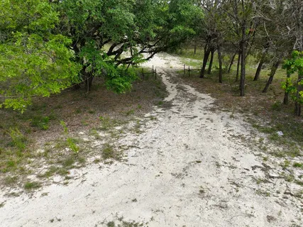 a view of a forest with trees in the background