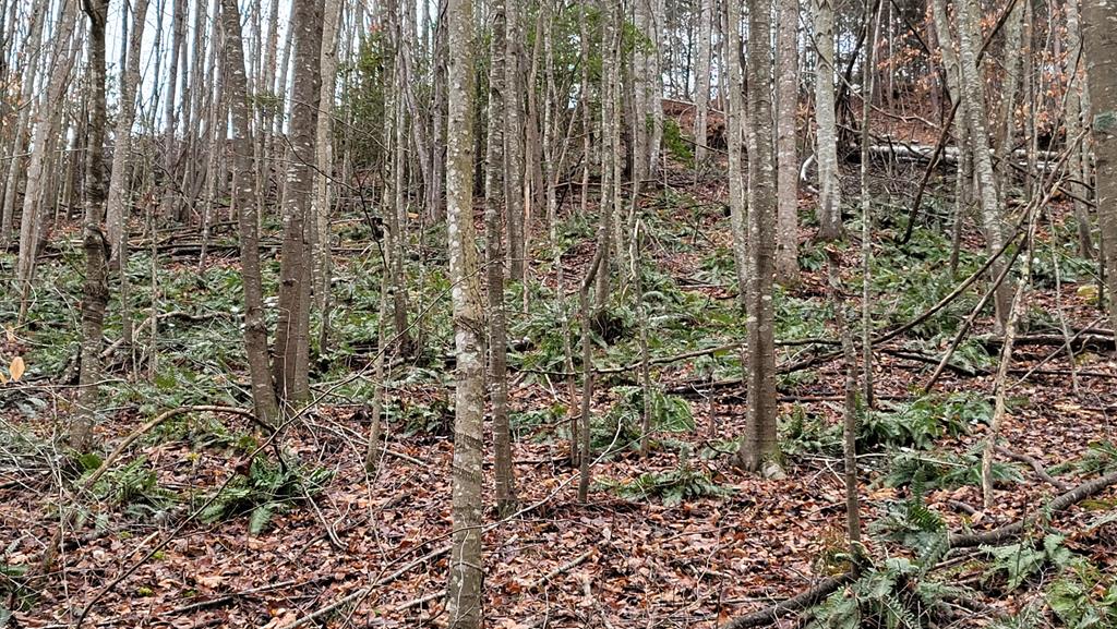 Tbd Mendota Road, Unit 5 & 6 Abingdon, VA 24210 - Photo 17 of 42 Gallery Image 17