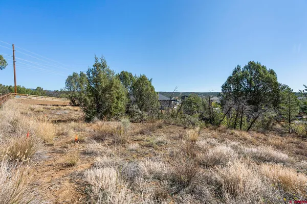 a view of a dry yard with trees