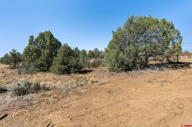 a view of a dry yard with trees