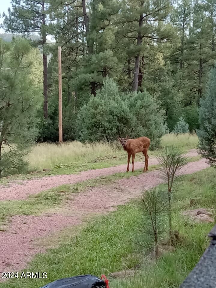 1144 Christopher Creek Loop Christopher Creek, AZ 85541 - Photo 41 of 43 deer 2