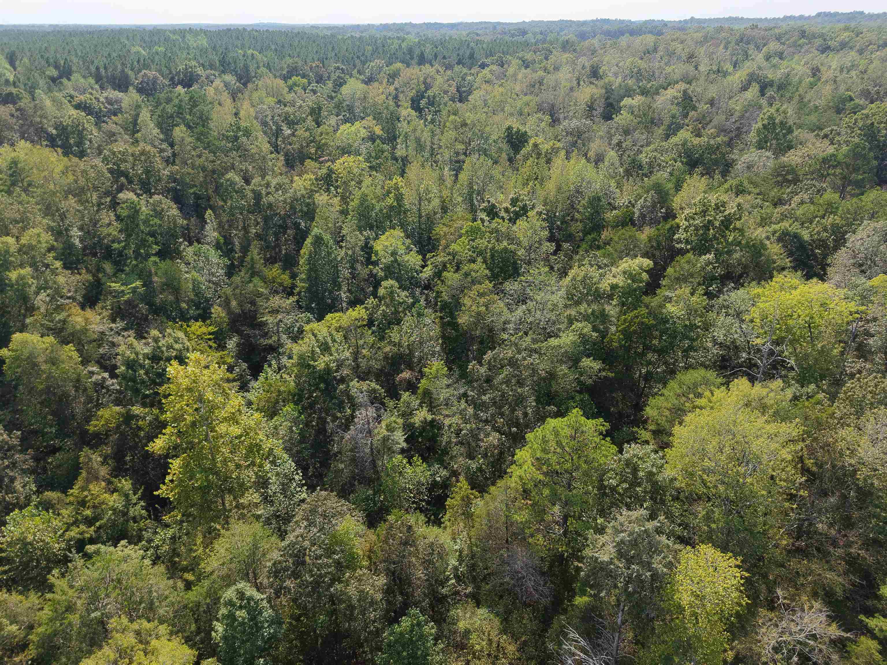 0 3 Way Road Decaturville, TN 38329 - Photo 10 of 24 Gallery Image 10