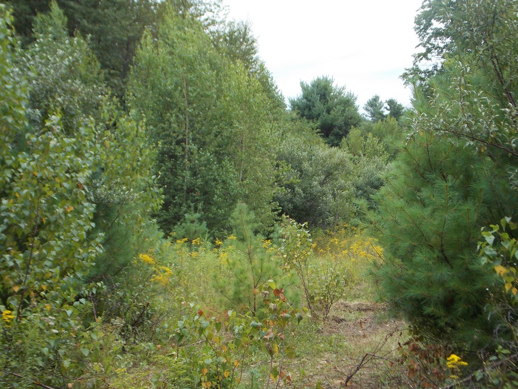 Lot B Lot B Brooks Road Templeton, MA 01468 - Photo 2 of 3 Gallery Image 2