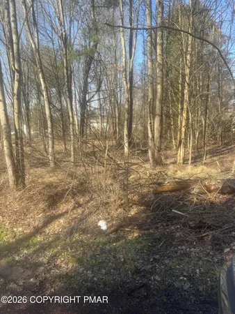 a view of yard with trees