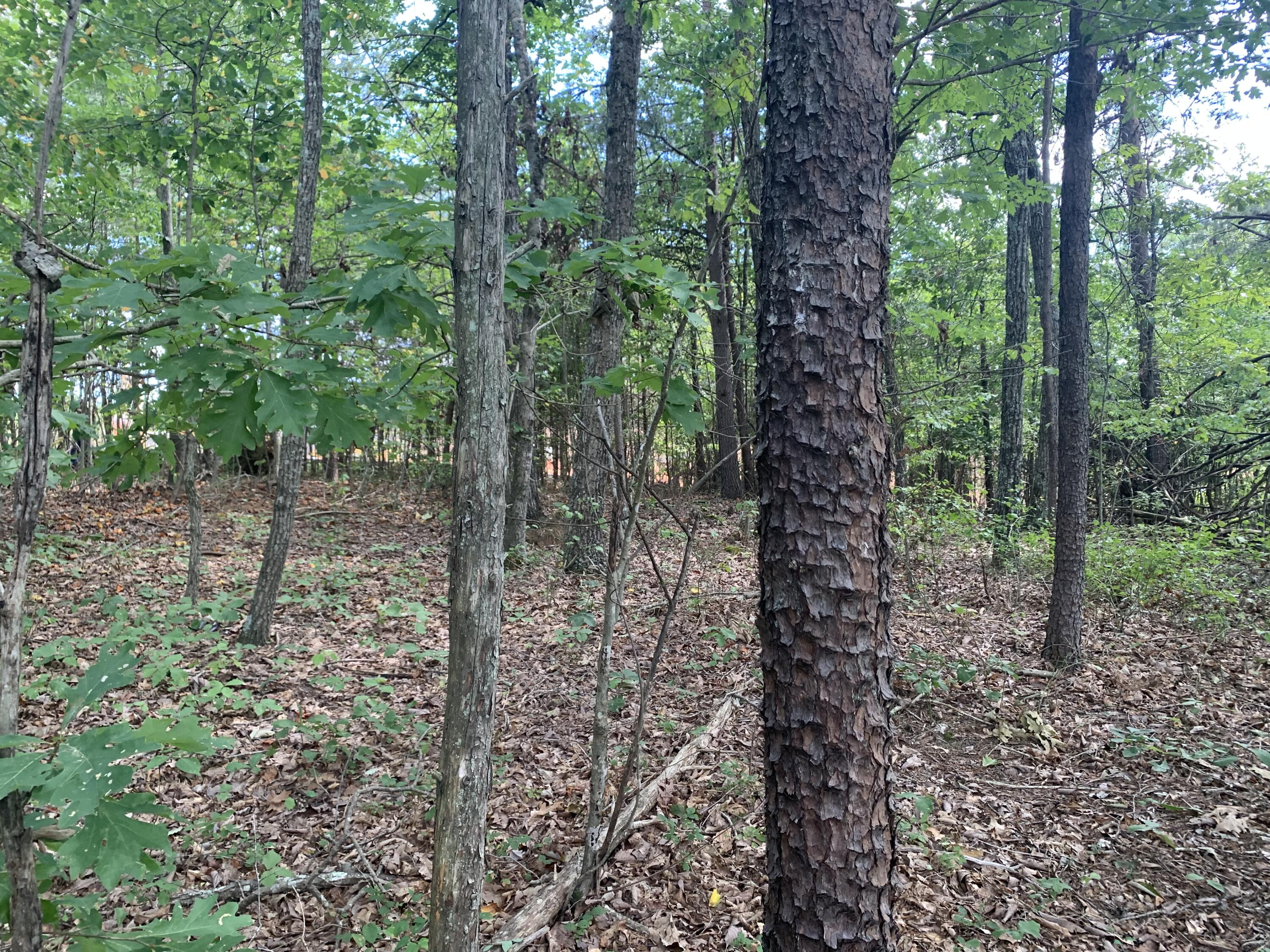 0 Belair Road Gretna, VA 24557 - Photo 2 of 3 a view of a forest with trees