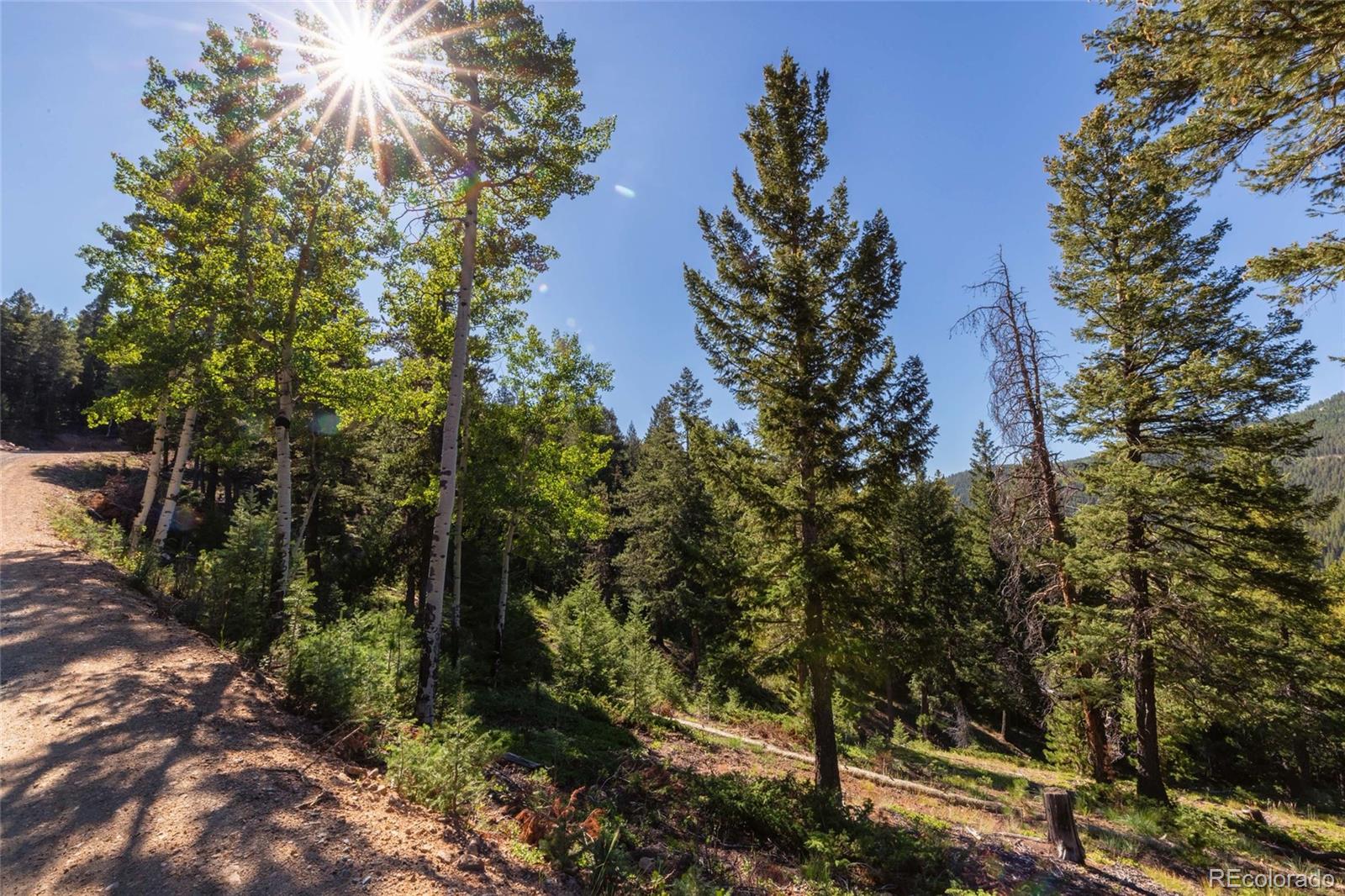 31334 Forest Shadow Trail Conifer, CO 80433 - Photo 12 of 16 a view of a forest with trees