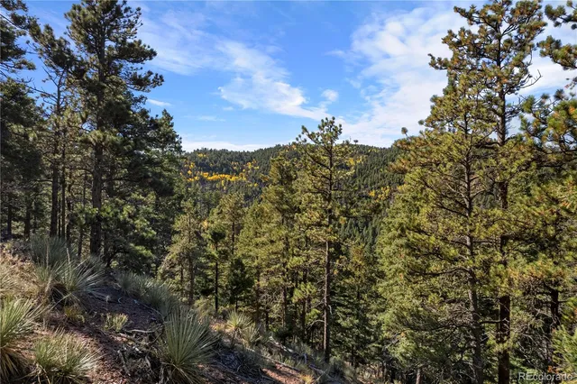 a view of a tree with a tree in the background