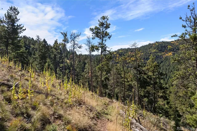 a view of a bunch of trees
