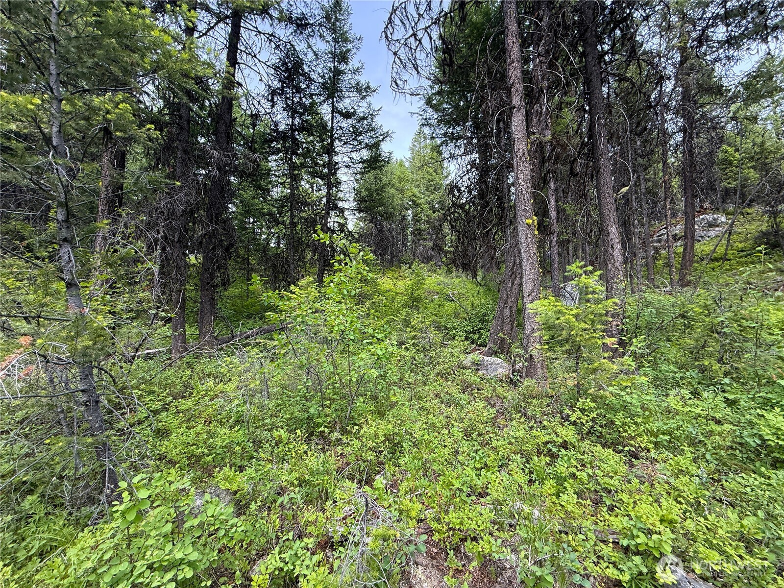 0 Mule Deer Road Republic, WA 99166 - Photo 2 of 9