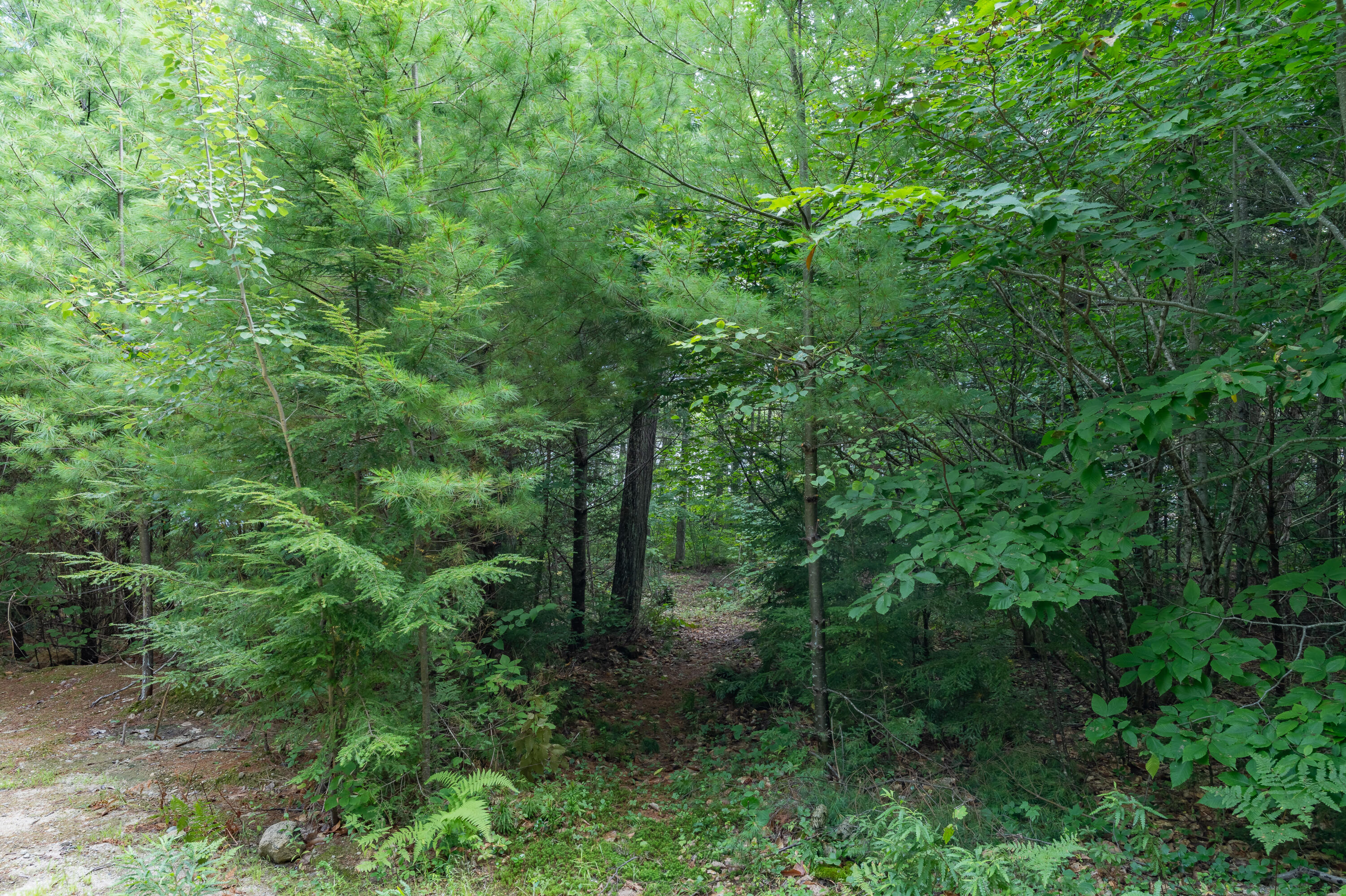 47 Pine Drive Otisfield, ME 04270 - Photo 17 of 29 Path to water