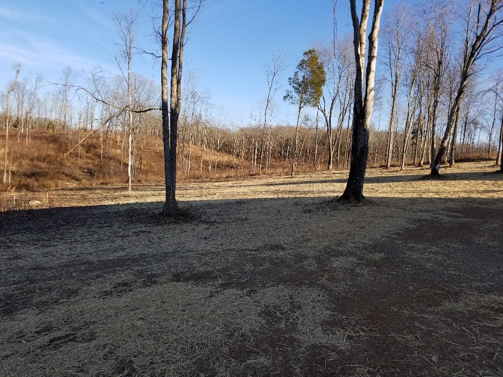 1680 Rock Bridge Road Bethpage, TN 37022 - Photo 6 of 19 a view of a yard