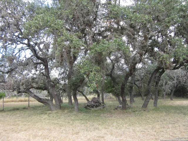 a view of a dry yard with trees