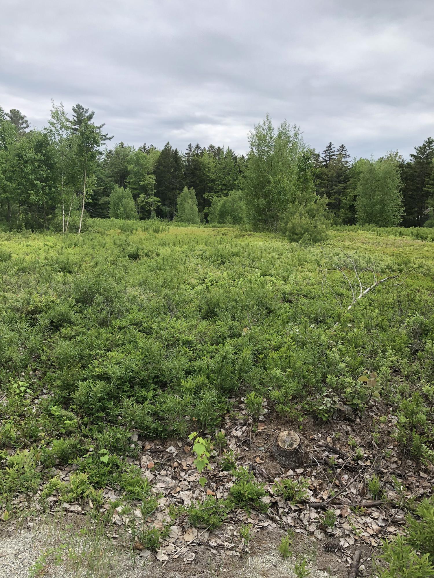 0 Walker Road Lamoine, ME 04605 - Photo 6 of 10 Walker Road 3+- ac lot