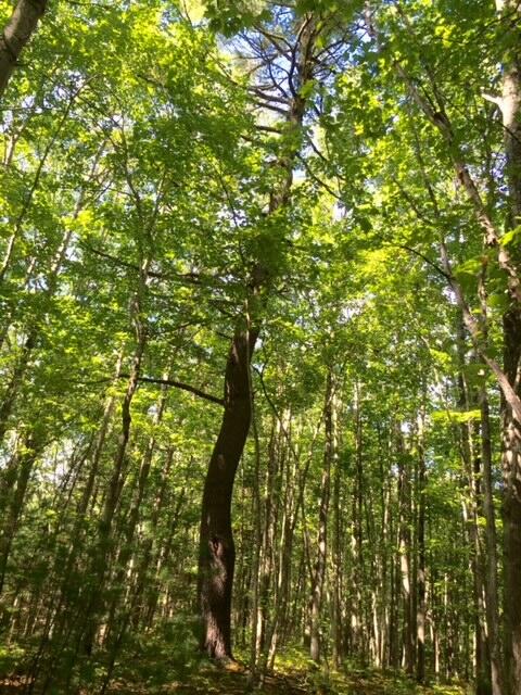 265 Webber Hill Road Kennebunk, ME 04043 - Photo 3 of 5 265 Webber Hill Road - pine on the ridge