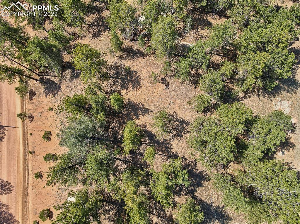 521 Vindicator Drive Cripple Creek, CO 80813 - Photo 2 of 2 a view of a forest with a tree