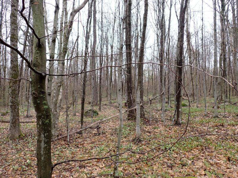0 East Pinnacle Road East Malone, NY 12953 - Photo 13 of 20 Gallery Image 13