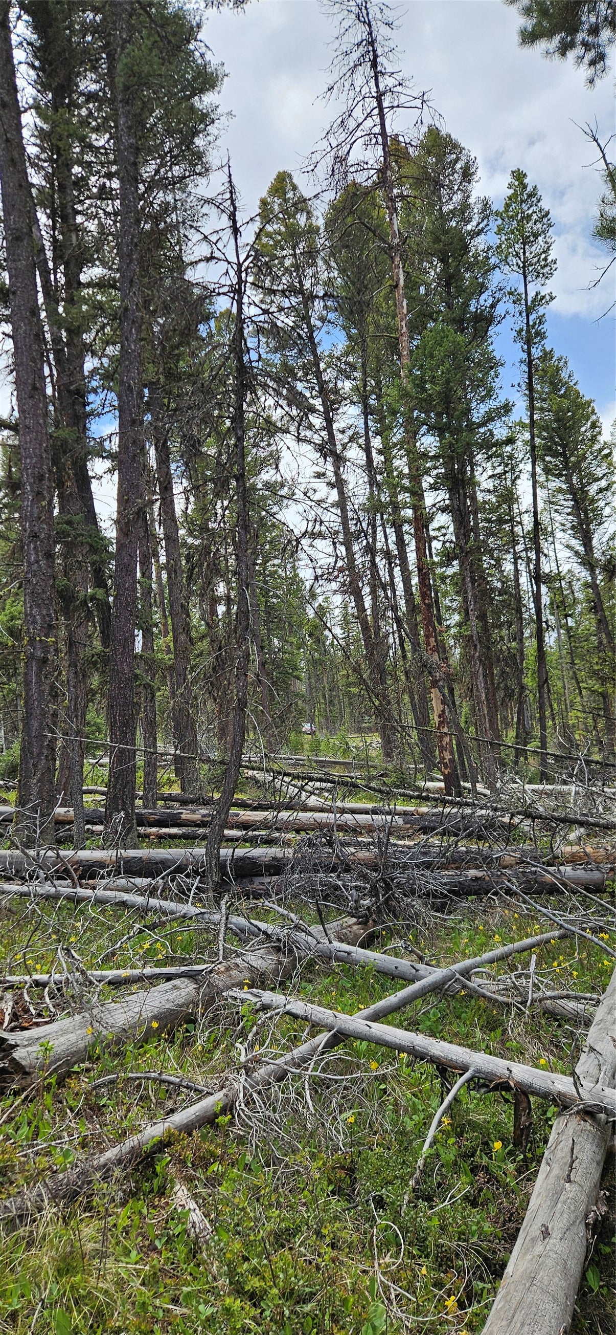 0 Bear Gulch Road Lincoln, MT 59639 - Photo 8 of 12 Gallery Image 8