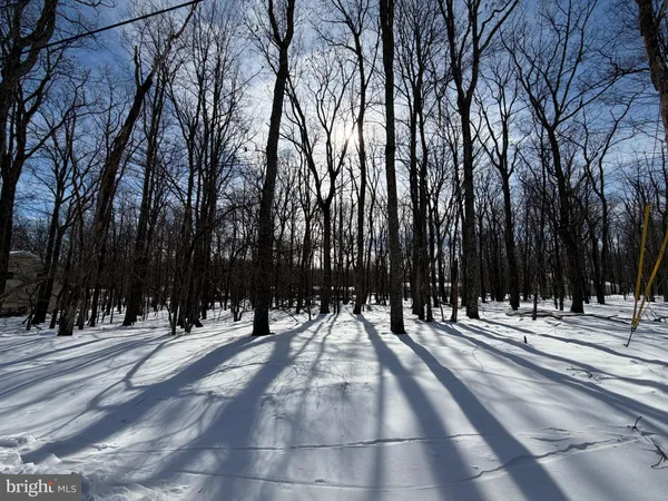 a view of outdoor space with lots of trees