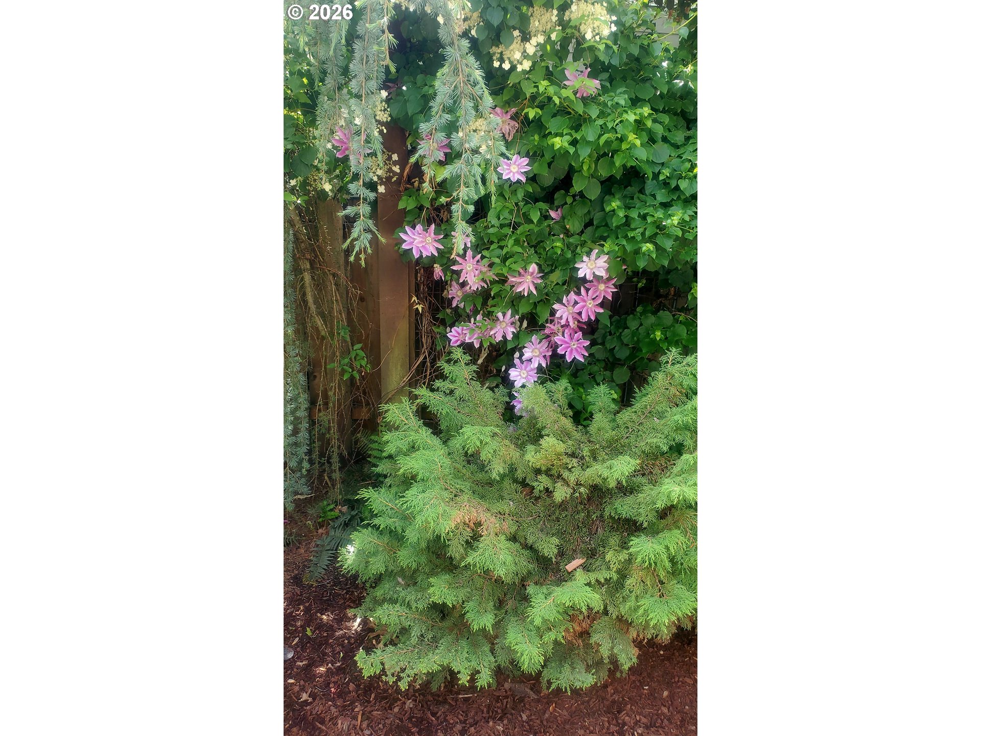 16073 Southeast Pinot Road Milwaukie, OR 97267 - Photo 36 of 44 a close up of a plant in a garden