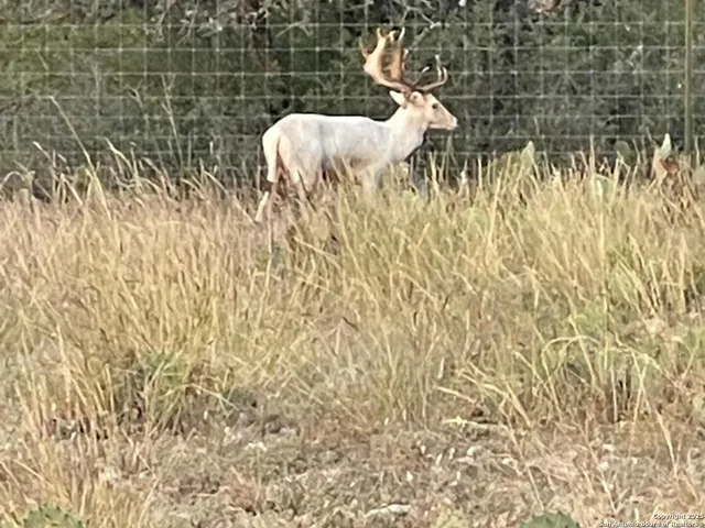 a view of tree covered with wooden fence