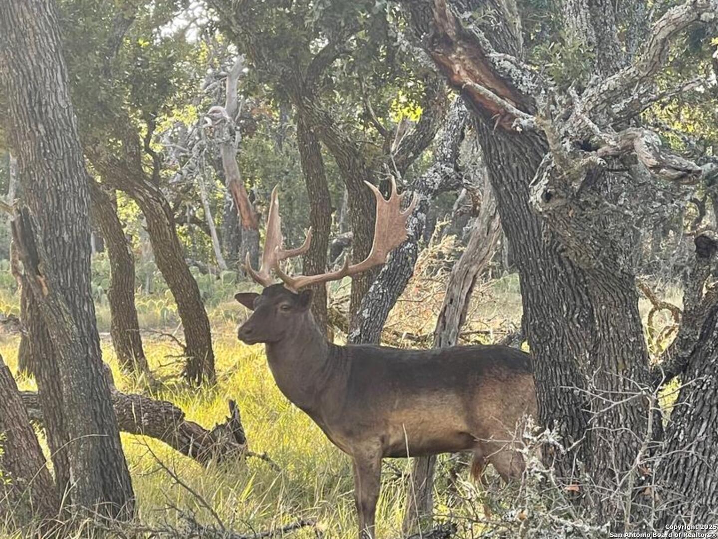 988 Sd 71600 Rocksprings, TX 78880 - Photo 8 of 25 a view of tree covered with wooden fence