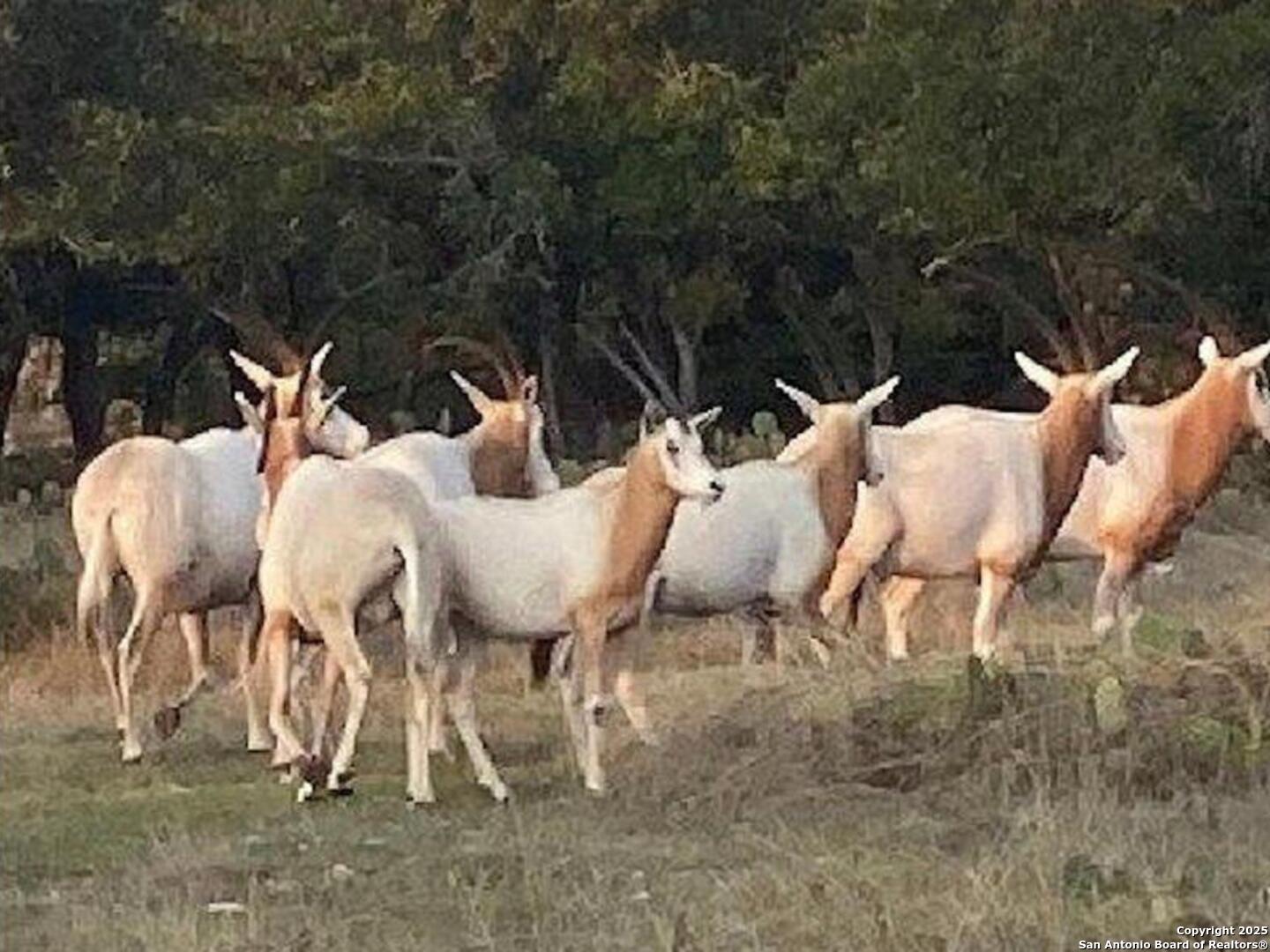 988 Sd 71600 Rocksprings, TX 78880 - Photo 9 of 25 a view of a chairs and table in a backyard