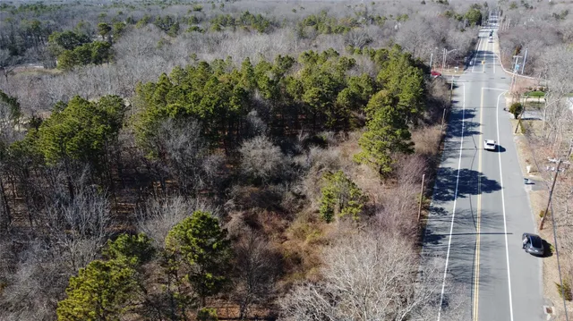 a view of a yard with plants and large trees